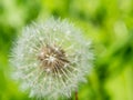 A Macro photography of blooming round Taraxacum is a large genus of flowering plants in the family Asteraceae.