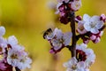 Macro photography of blossom apricot branch with beautiful white and pink flowers and blooming flower buds with bee in flower Royalty Free Stock Photo