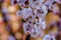 Macro photography of blossom apricot branch with beautiful white and pink flowers with little bee on flower in spring Royalty Free Stock Photo