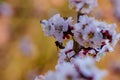 Macro photography of blossom apricot branch with beautiful white and pink flowers with little bee on flower in sunshine spring day Royalty Free Stock Photo