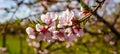 Macro photography of blossom peach branch with beautiful pink flowers and small young green leaves in the garden in spring Royalty Free Stock Photo