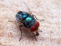 Macro Photo of Blue Blow Fly on The Floor Royalty Free Stock Photo