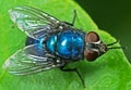 Macro Photo of Blue Bottle Fly on Green Leaf Royalty Free Stock Photo