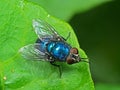 Macro Photo of Blue Bottle Fly on Green Leaf Royalty Free Stock Photo
