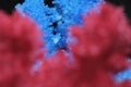 Macro photography blue and red salt crystal black background. Royalty Free Stock Photo