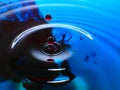 Macro photography, blue and red water drop / ink drops splash and ripples, wet, conceptual art, environmental, conservation. Royalty Free Stock Photo