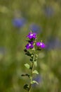 Macro photography of a wild flower - Legousia speculum veneris