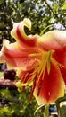 macro photography. Bright giant lily flower with stamens. Lilies bloom in summer in the gardens. Large beautiful cascades of