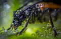 Fotografía de marrón un insecto Rocío gotas 