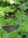 Macro photography of a brown butterfly on a leaf Royalty Free Stock Photo