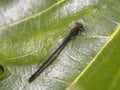 Macro photography of a brown damselfly sitting on a fig leaf
