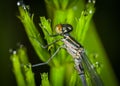 Fotografía de marrón libélula sobre el césped verde 