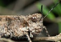 Macro Photo of Brown Grasshopper Camouflage on Twig Royalty Free Stock Photo