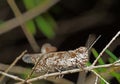 Macro Photo of Brown Grasshopper Camouflage on Twig Royalty Free Stock Photo