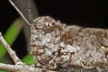 Macro Photo of Brown Grasshopper Camouflage on Twig Royalty Free Stock Photo