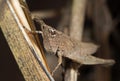 Macro Photo of Brown Grasshopper Camouflage on Twig, Selective Focus Royalty Free Stock Photo