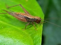 Macro Photo of Brown Grasshopper on Green Leaf Royalty Free Stock Photo