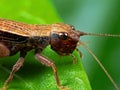Macro Photo of Brown Grasshopper on Green Leaf Royalty Free Stock Photo