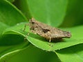 Macro Photo of Brown Grasshopper on Green Leaf Royalty Free Stock Photo