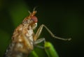 Fotografia da marrone insetti 