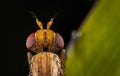 Fotografía de marrón insectos 