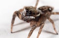 Macro Photo of Brown Jumping Spider on White Floor Royalty Free Stock Photo