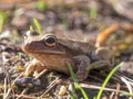 Macro photography of a brown tree frog standing on the ground I Royalty Free Stock Photo