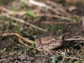 Macro photography of a brown tree frog standing on the ground II Royalty Free Stock Photo
