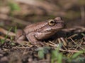 Macro photography of a brown tree frog standing on the ground 4 Royalty Free Stock Photo
