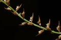 Macro photography of brown white inflorescences orchid