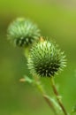 Macro-photography of a bud of thistle. Royalty Free Stock Photo