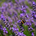 Bumble-bee between Levander Flowers