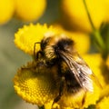 Macro photography of a bumblebee collecting pollen from yellow flowers of Tanacetum vulgare. A bumblebee in yellow Royalty Free Stock Photo