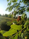 Macro photography of a bunch of mountain ash. A bright summer sunny day.