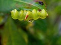 Macro photography of a burst rhododendron seed pod with a rain drop Royalty Free Stock Photo