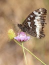Macro photography of a butterfly - Brintesia circe Royalty Free Stock Photo