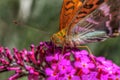 Macro photography of a butterfly foraging a flower