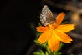Macro photography of a butterfly on an orange flower Royalty Free Stock Photo