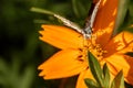 Macro photography of a butterfly on an orange flower Royalty Free Stock Photo