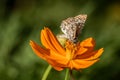 Macro photography of a butterfly on an orange flower Royalty Free Stock Photo