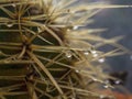 Macro photography of cactus thorns with drops of water Royalty Free Stock Photo