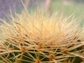 Macro photography of cactus thorns