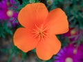 Macro photography of a California poppy flower