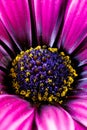Macro photography of a Cape daisy flower - Osteospermum ecklonis
