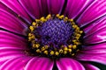 Macro photography of a Cape daisy flower - Osteospermum ecklonis