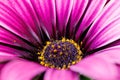 Macro photography of a Cape daisy flower - Osteospermum ecklonis