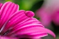 Macro photography of a Cape daisy flower - Osteospermum ecklonis