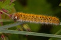 Macro photography of a caterpillar - Lasiocampa trifolii