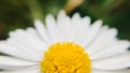 Macro photography of a chrysanthemum for design, quotes and background.