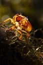 Macro photography of cicada molting.